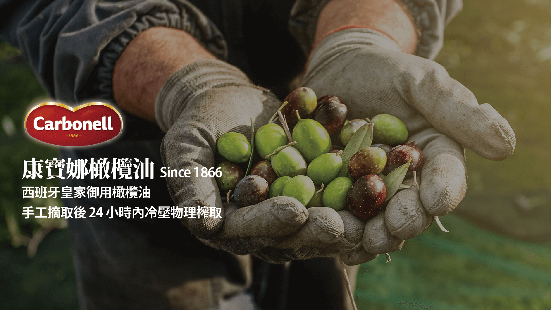 【西班牙】Carbonell 康寶娜橄欖油，Since 1866，西班牙皇家御用橄欖油，手工摘取後 24 小時內冷壓物理榨取